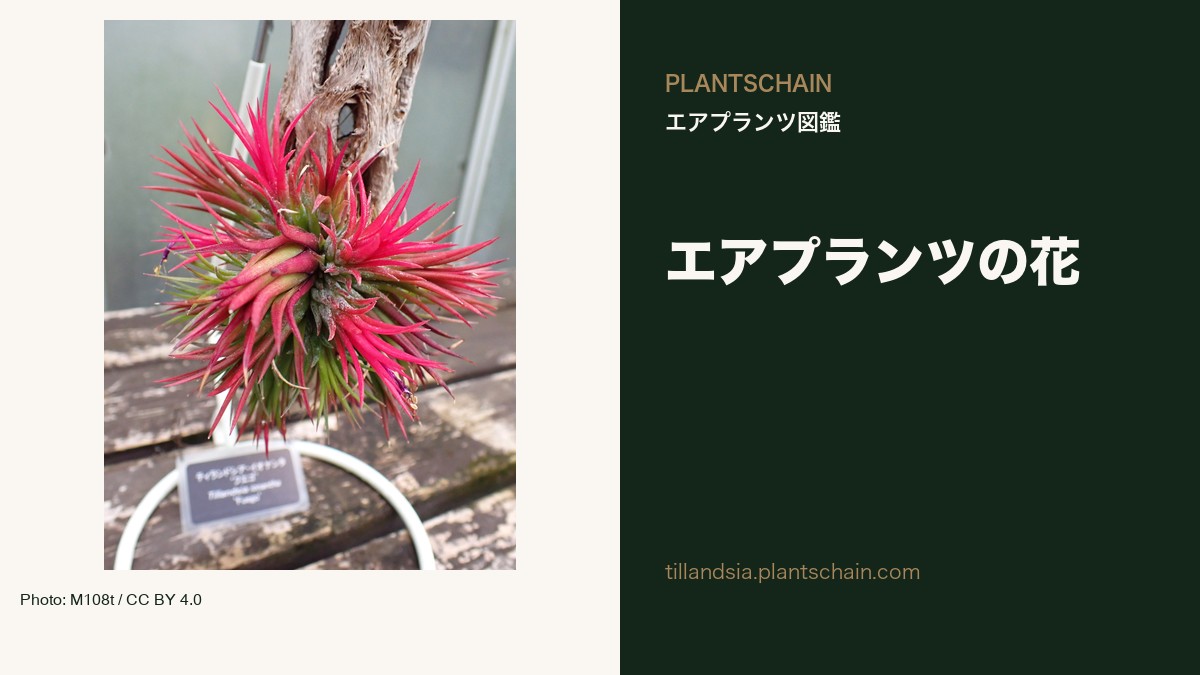 エアプランツの花が咲いたら｜開花期・花後の手入れ・子株 — 実写真と題名の左右配置