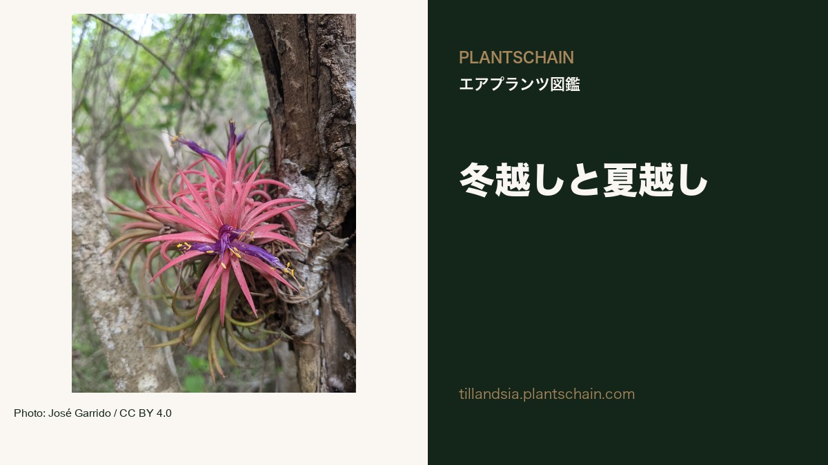 エアプランツの冬越し・夏越し｜気温と乾き方で管理を変える — 実写真と題名の左右配置